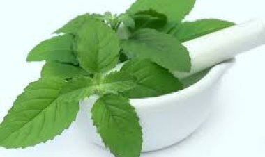 तुलसी के अनगीनत चमत्कारीक लाभ